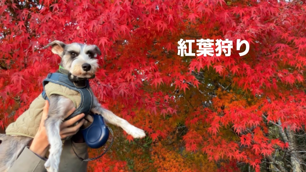 わんこと紅葉の綺麗な神社に行ってみた🍁#ミニチュアシュナウザー 