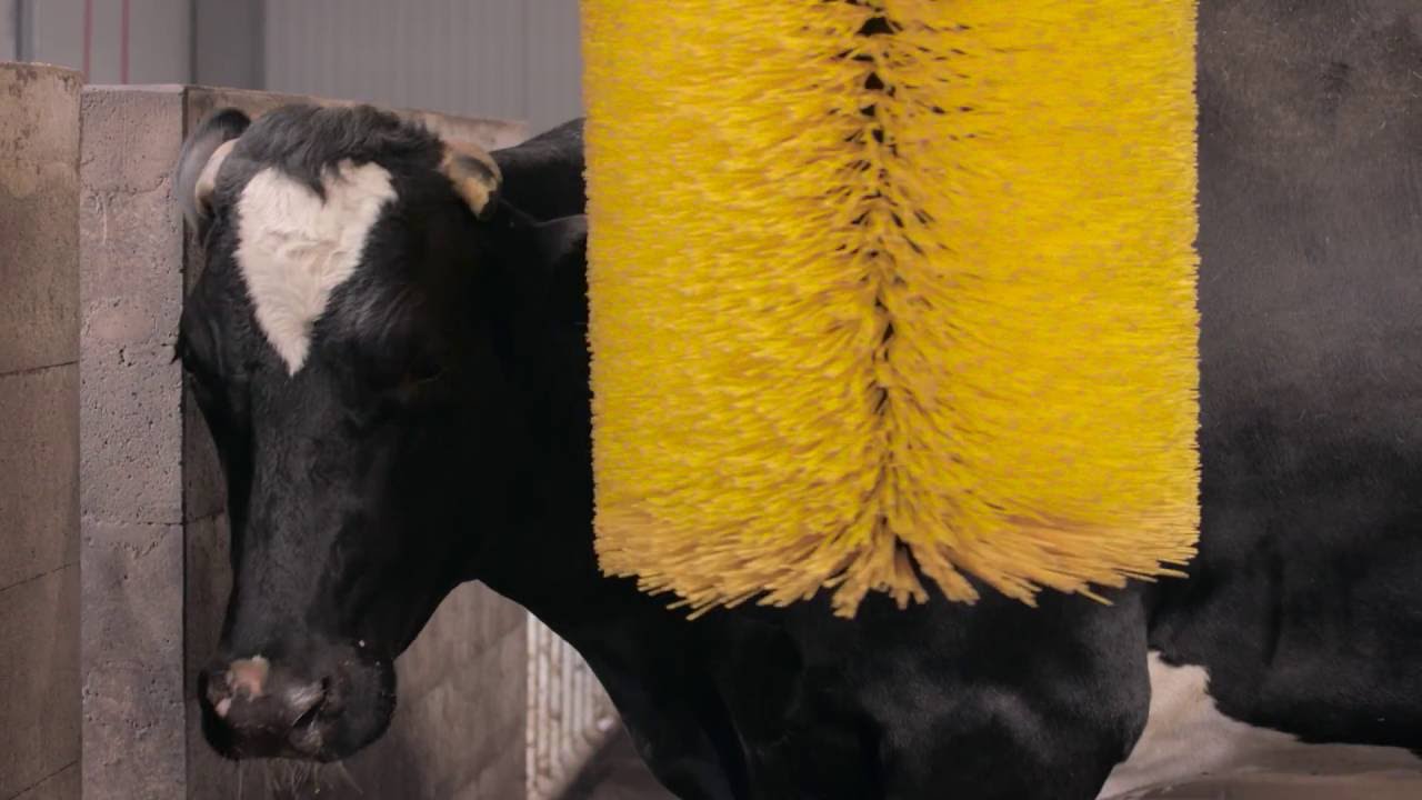 The Hardest Worker in the bBarn - DeLaval Swinging Cow Brush SCB