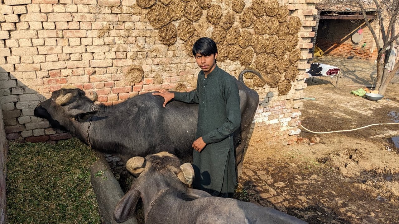 Buffalo farming with hamza|| buffalo Care video.