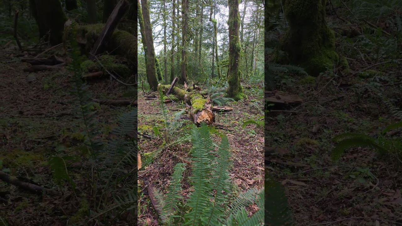 🛠️ Tree Down After Windstorm &mdash; Storm Damage Cleanup Begins #stormdamage