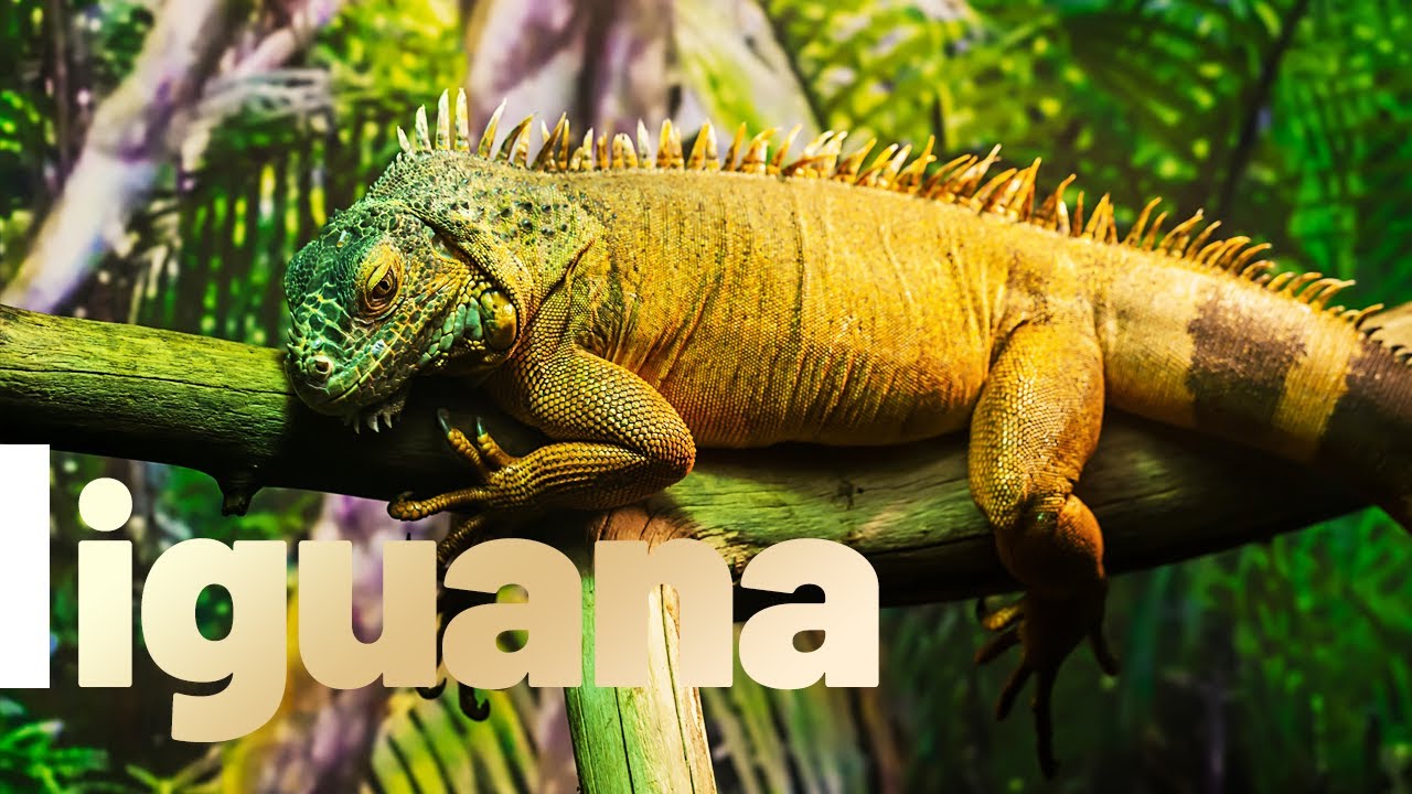 Let's Learn Wildlife Animals Iguana