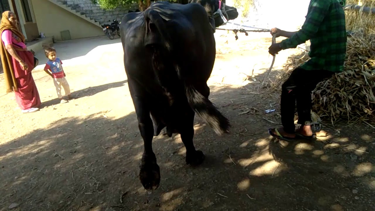jafrabadi buffalo for sell 9824415992