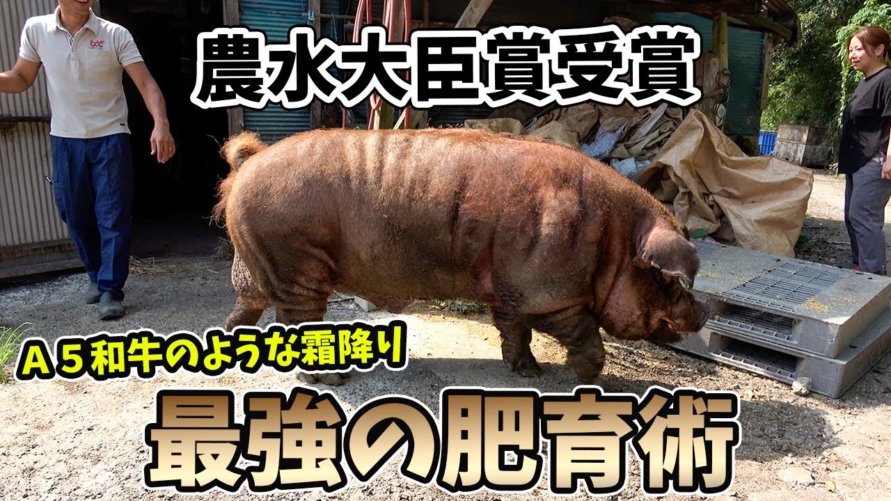 全日本ＭＶＰに輝いた極上豚【伊賀市認定ブランドとよさ豚】の飼育法を初公開！