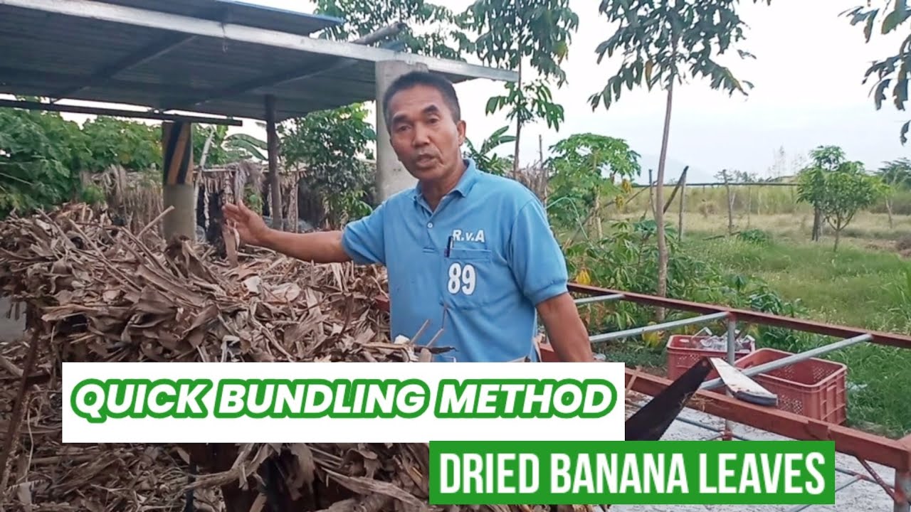 Bundling Method of Dried Banana Leaves for Mushroom Production (Volvariella Volvacea Mushroom)