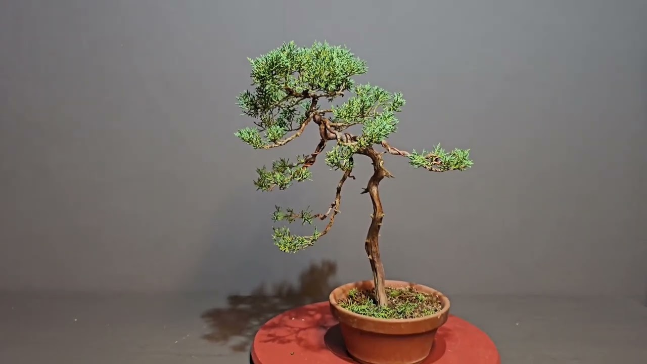 Wacholder - Bonsai / Juniperus als Literat - V25-046