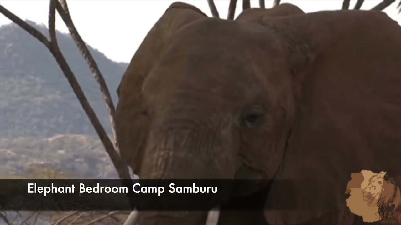Elephant Bedroom Camp Samburu