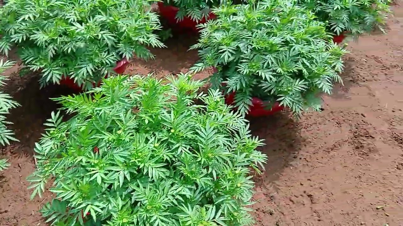 Xem nụ vạn thọ ngày 10 tháng 12 al
