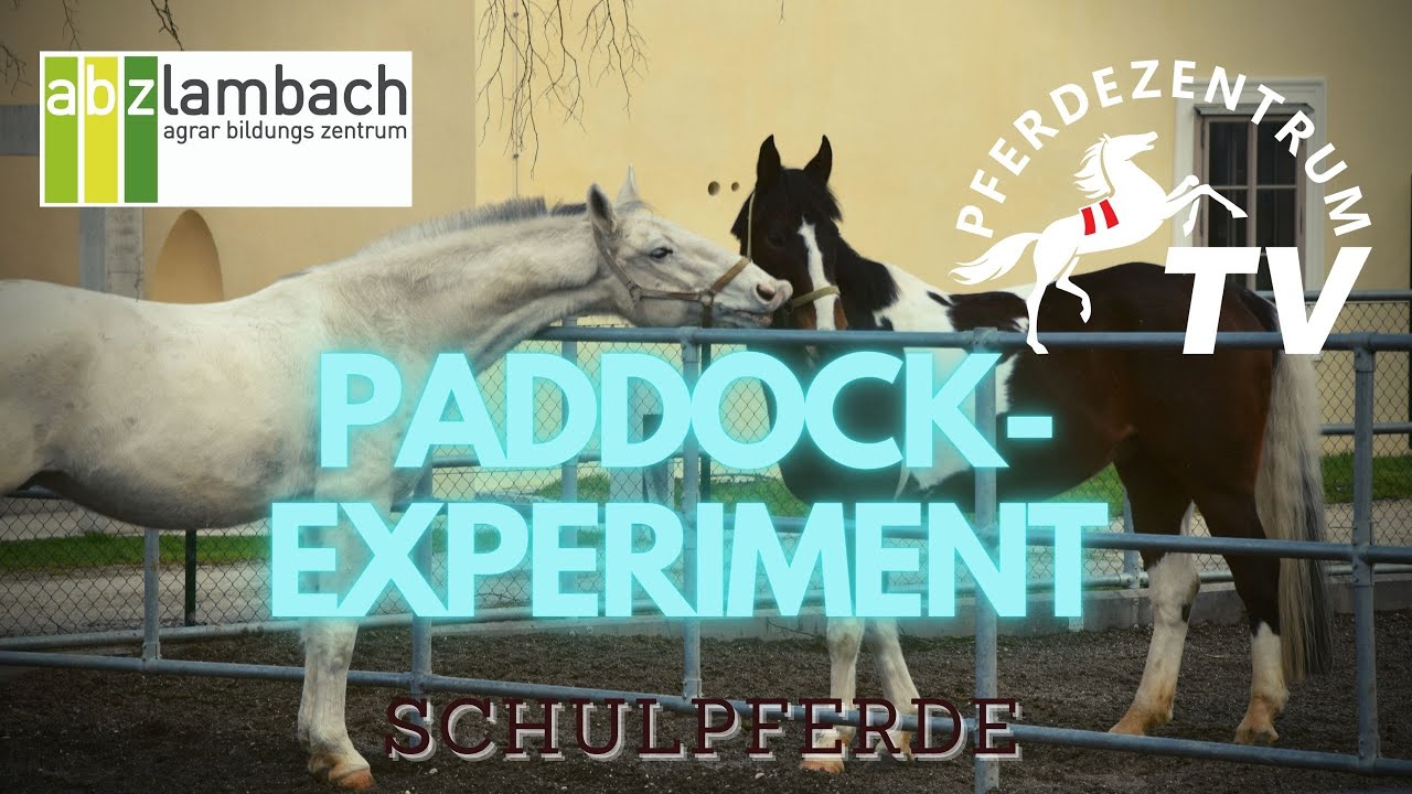 Paddockexperiment des Agrarbildungszentrums Lambach!