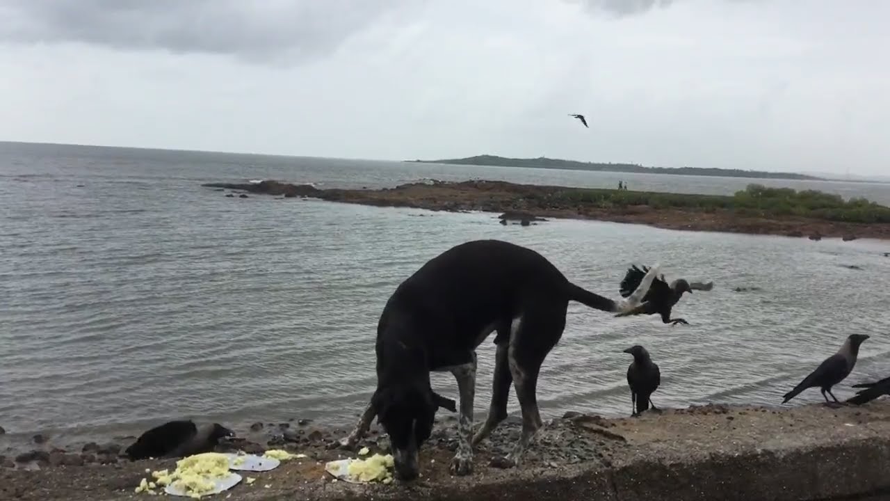 Animals Matter to Me, Mumbai's feeding drive in Malad (W)
