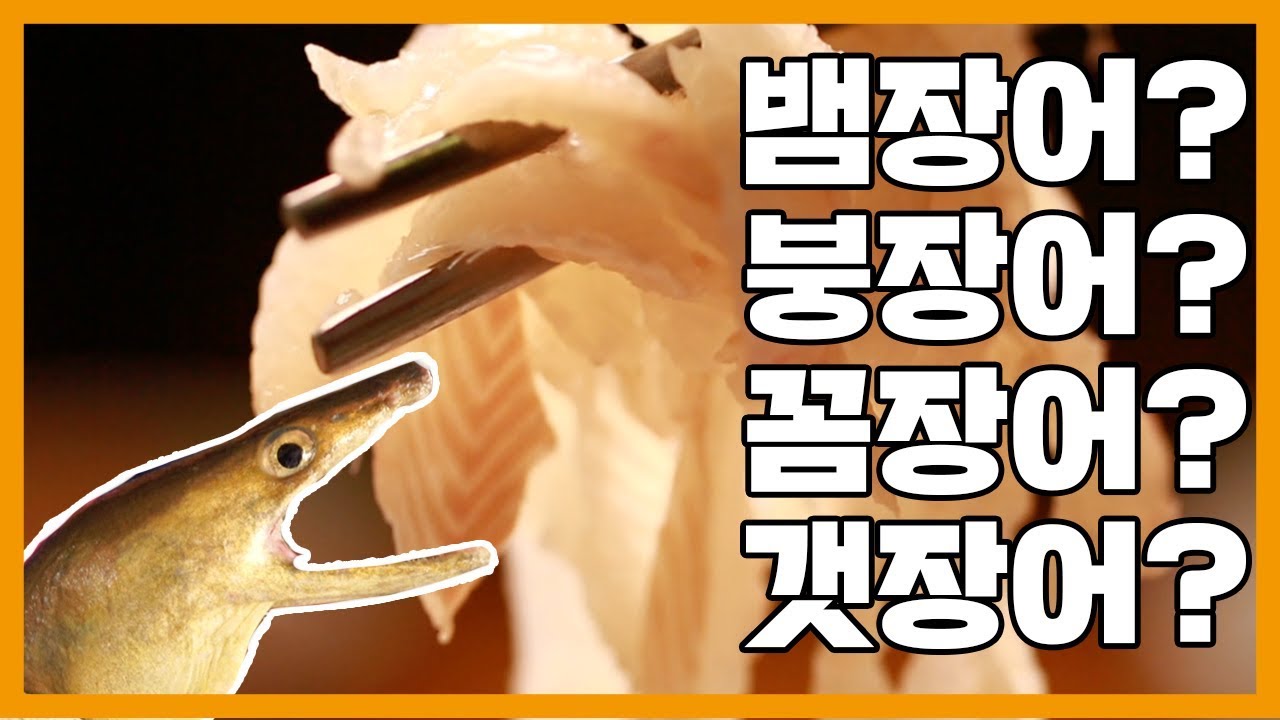 뱀장어/붕장어/꼼장어/갯장어?  구별하는 법 알고계십니까 ?  [ 밥상스릴러 ]