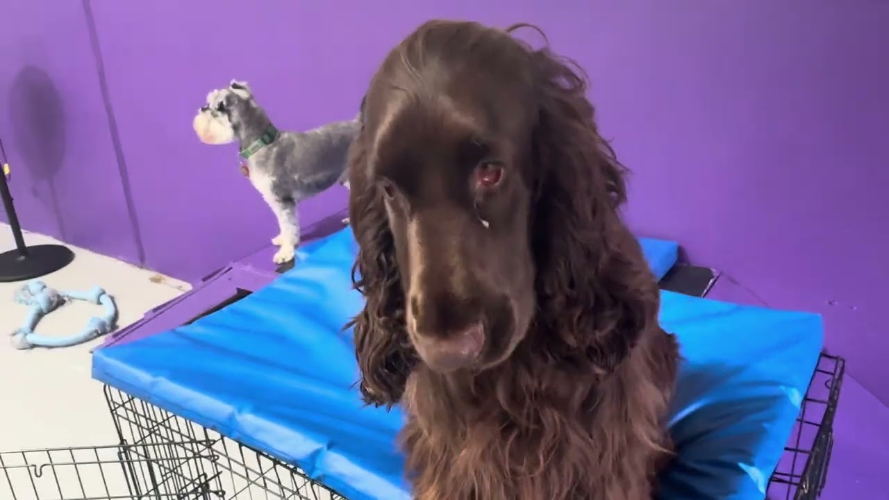  Join the Enrichment Evolution | Perth Dogs Deserve Better