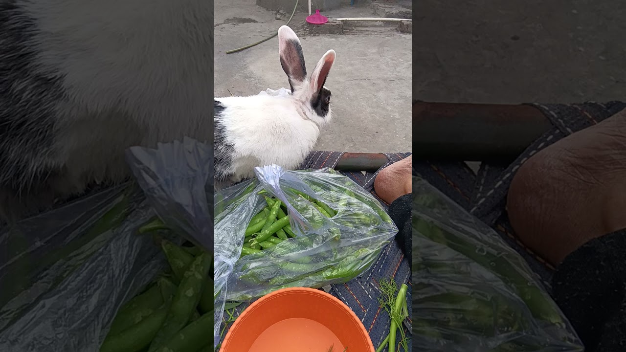 #cute rabbit#short video#youtubeshorts #viral video