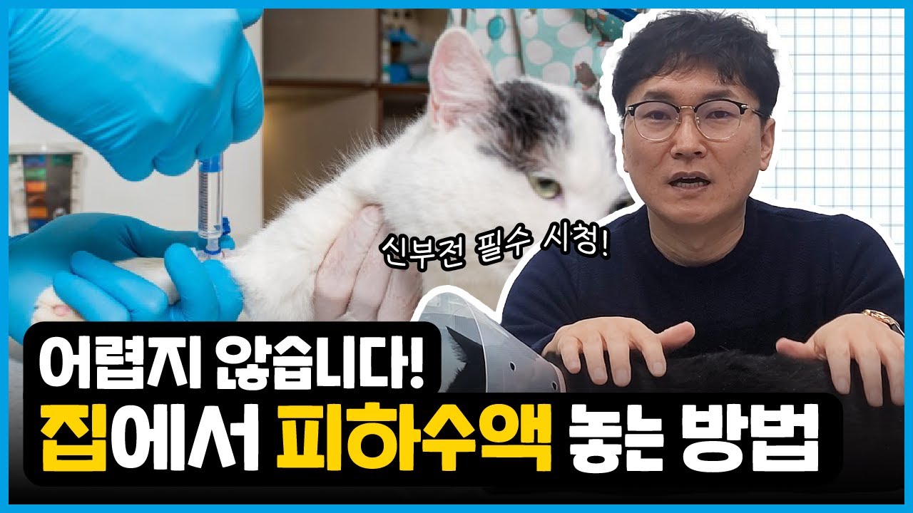 수의사가 알려주는 피하수액 놓는 법!👨🏻‍⚕️ㅣ신부전이라면 필수 시청✨