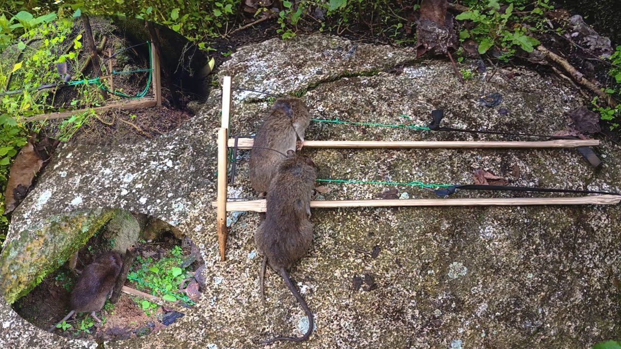 DIY Perangkap Tikus Bambu dengan Mekanisme Unik‼️Teknologi Tradisional