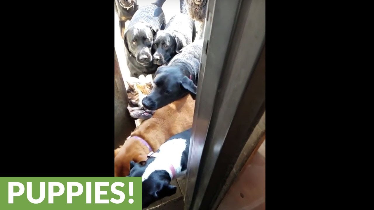 Epic slow motion dog stampede through doorway
