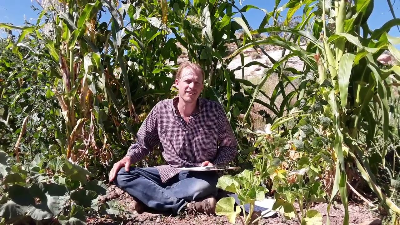 What is Landrace Gardening? How do I Breed Plants? Seed selection & landrace vs heirloom seeds.1