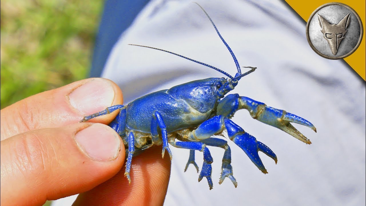 ESTE O NOUA SPECIE DE CANCER? Raci albaștri în sălbăticie! Fauna sălbatică misterioasă