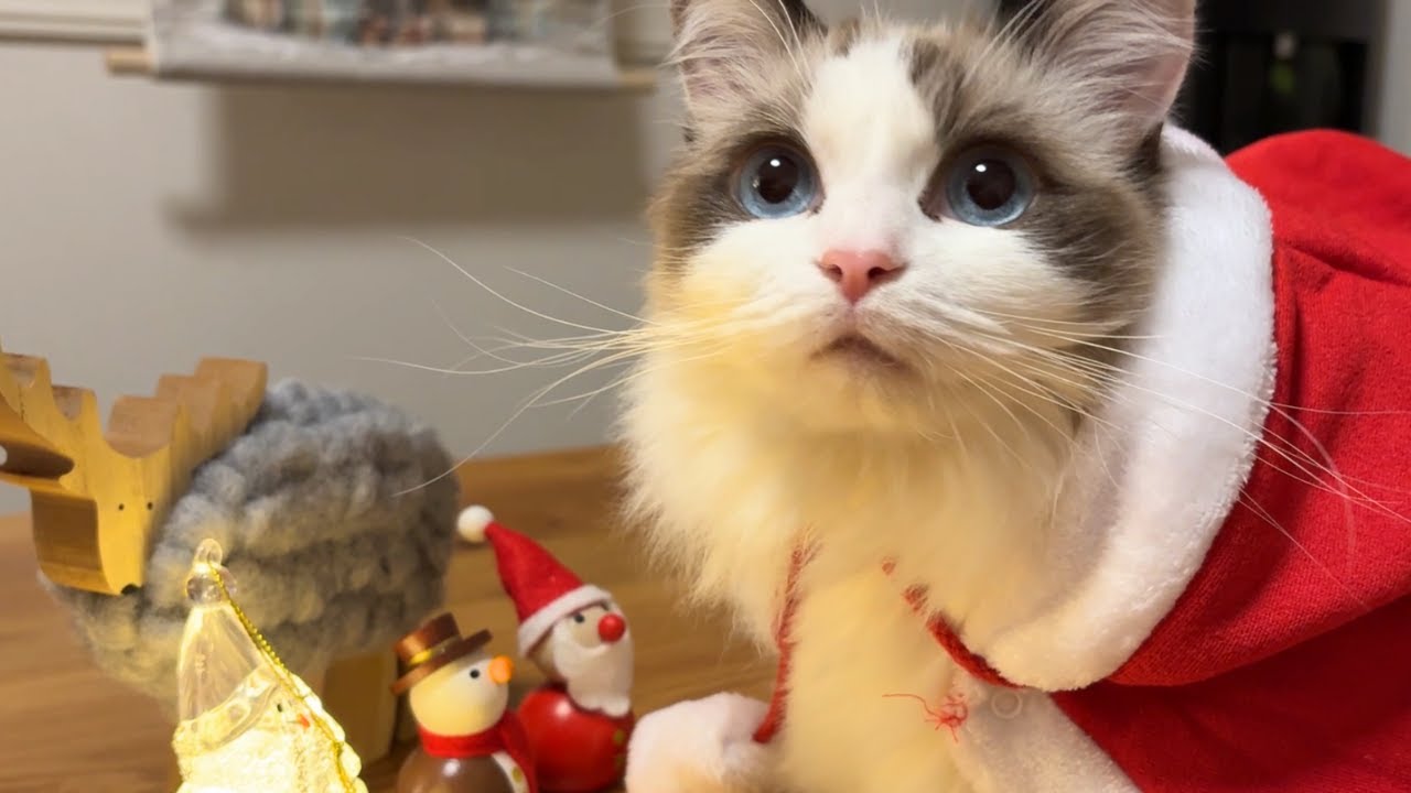 【クリスマス】サンタ猫におもちゃをプレゼントしたら反応が可愛すぎた｜あたち日記#42