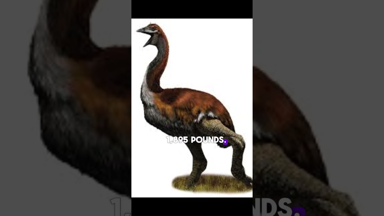The Vorombe Titan  #cretaceous #dinofacts #dinosaur #dinosaurs #theropod #facts #birds #animals