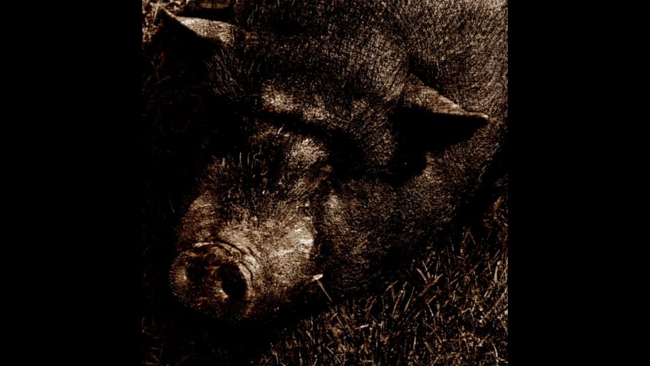 Pig Peasant : Gottingen Minipig 
