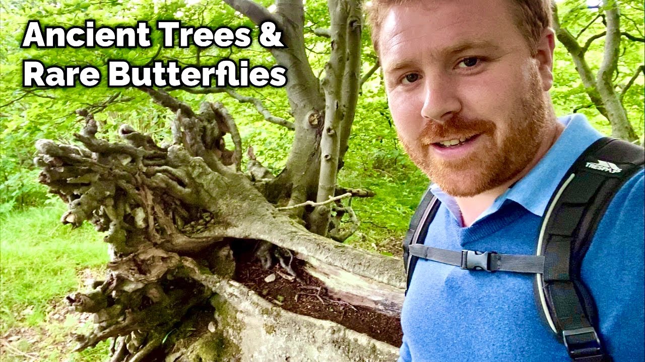 In Search of a Rare Butterfly and Ancient Trees - North England