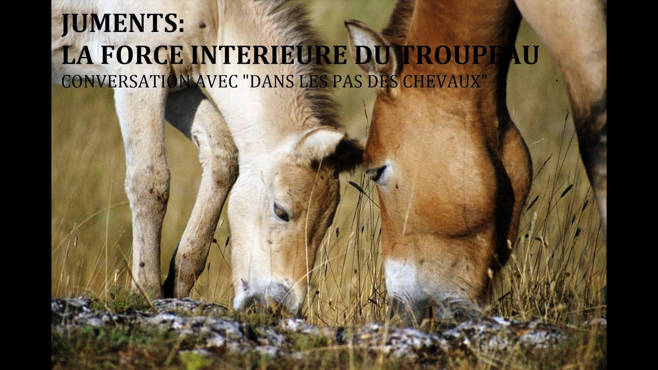 Juments: la force int&eacute;rieure du troupeau