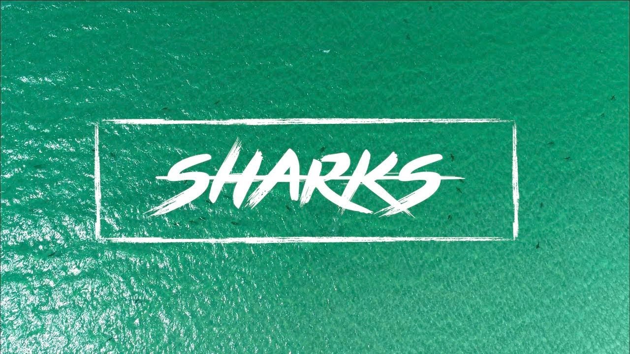 Florida Shark Migration Filmed With Drone | 4K