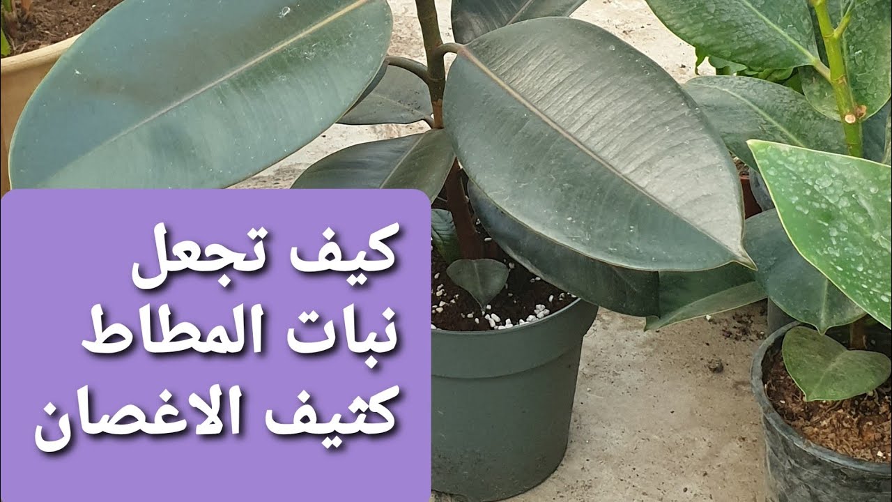 كيف تجعل نبات المطاط كثيف الاغصان/ طريقة ناجحة ١٠٠/١٠٠