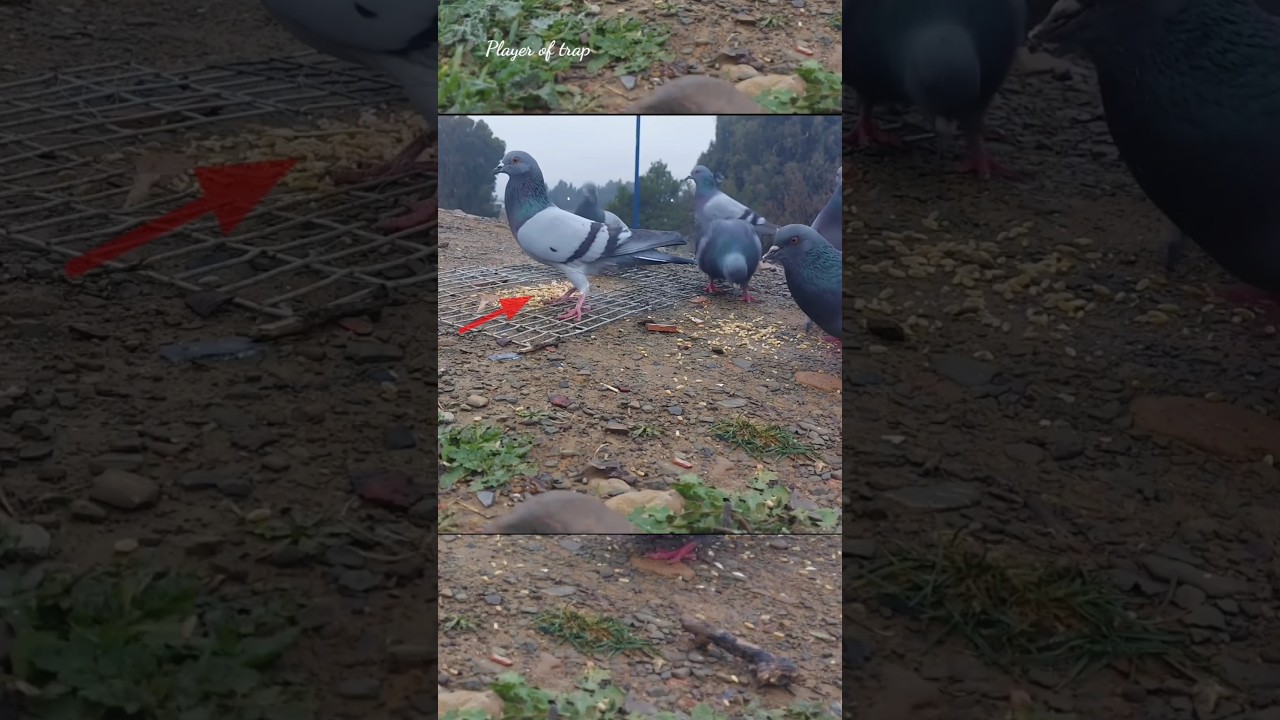 Pigeon trap | bird trap easy homemade | bird trap using wire snare work 100% #shorts #youtubeshorts