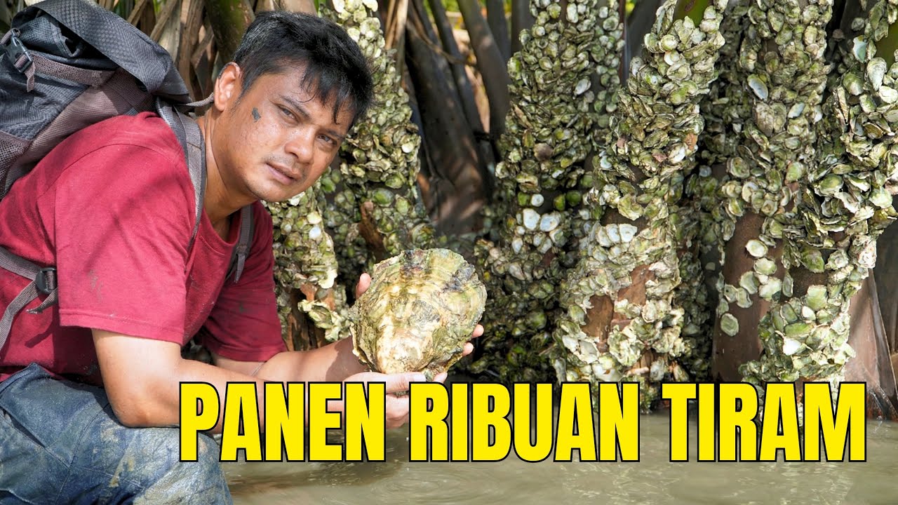 PANEN RAYA! Satu Pohon Isinya Ribuan Tiram Jumbo, Rejeki Nomplok di Muara Sungai