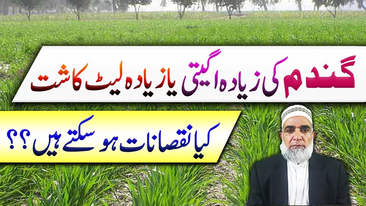 Harmful Aspects of too early or too late planting of wheat || Crop Reformer