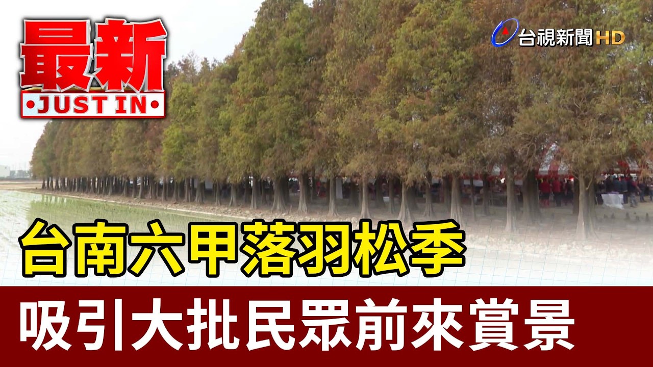 台南六甲落羽松季 吸引大批民眾前來賞景【最新快訊】
