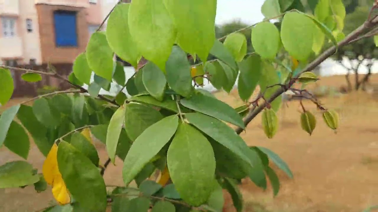 Fruit Garden Week 3