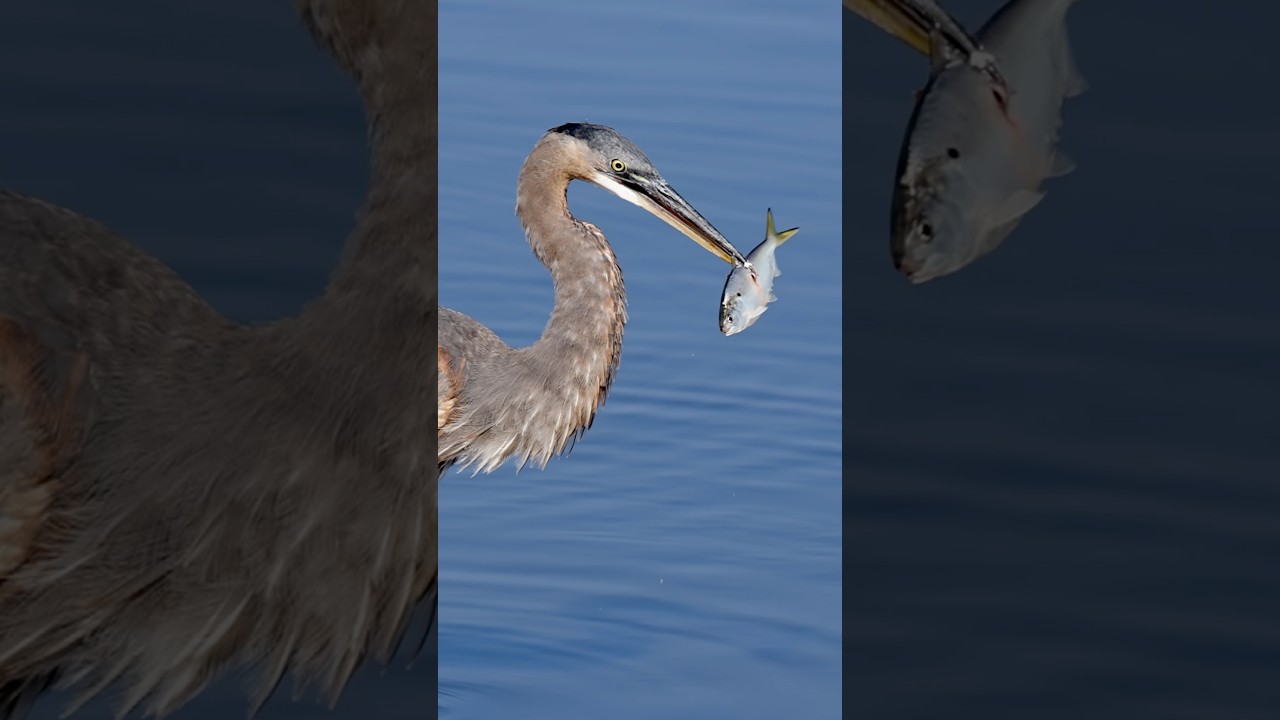 Great blue heron devouring a fish 🐟 !! Copyrighted 🎥 on Canon R1 + RF 100-500 #wildlife #birds