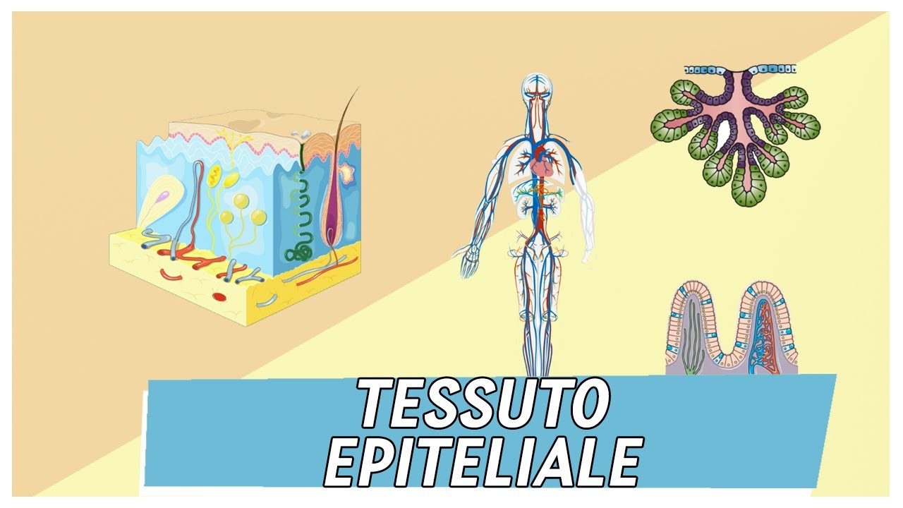 Tessuto Epiteliale | Pillole di Scienza