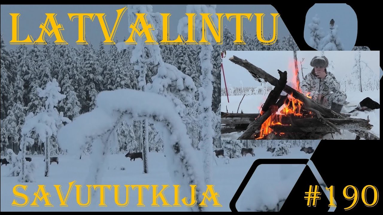Latvalintujahtia Ruotsissa 2026 Osa 1 - Toppjakt - Grouse and Capercaillie hunting in Sweden Part 1