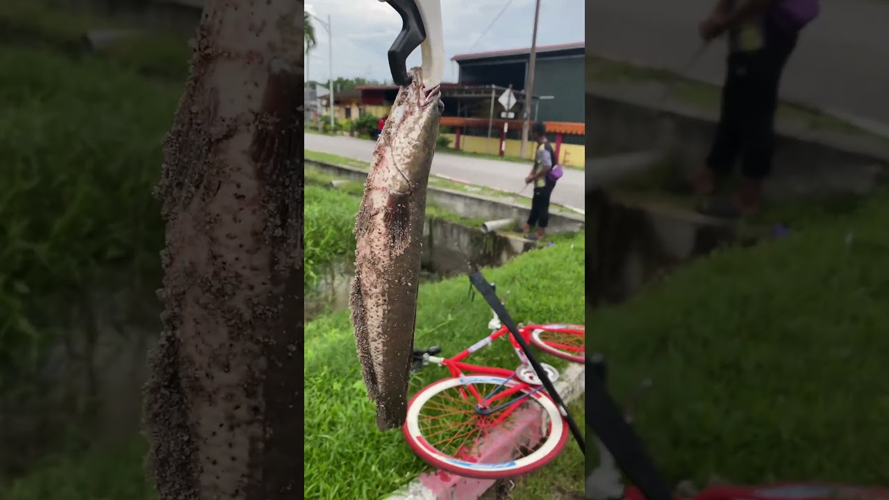 Mancing Haruan #foryou #fishing