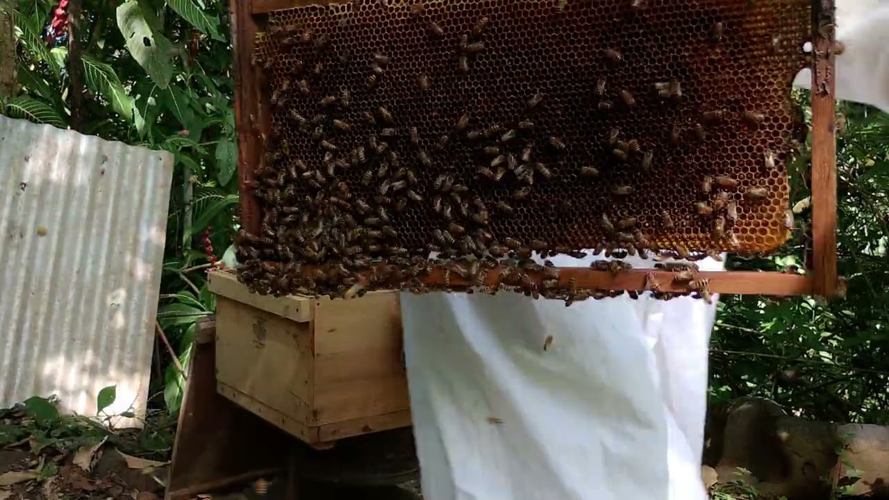 Ha fenecido la reina 2