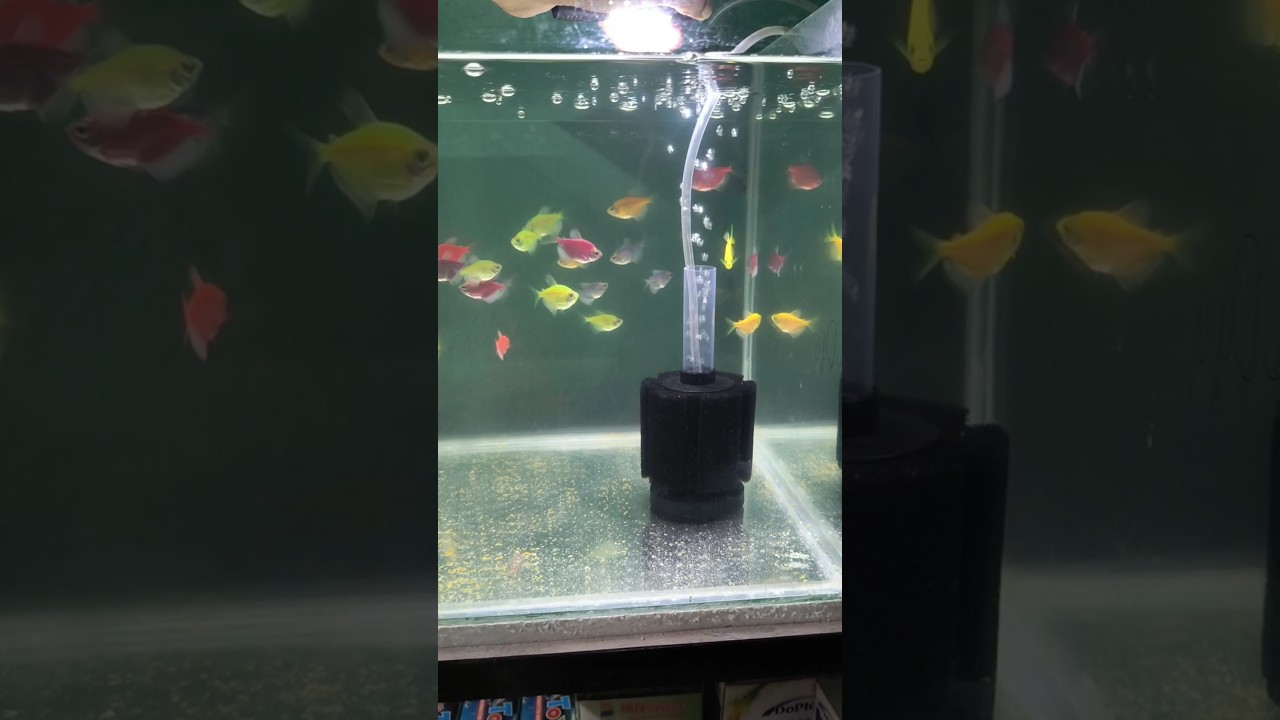 Small Aquarium Sponge Filter for All kinds of Fish Tank | Aquarium sponge filter