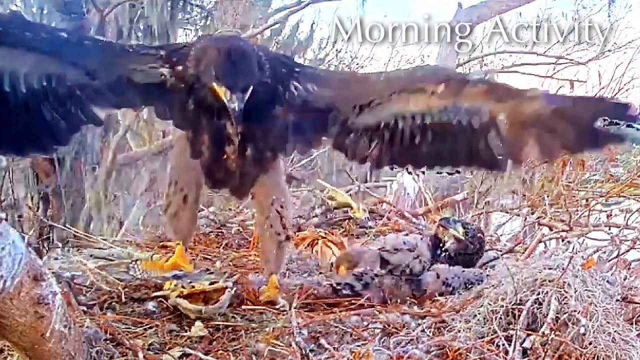 #325🦅Brutus🐥48° & Peanut🐥43°／Winter Park Eagle Nest 2026／Against All Odds:One-Eyed Mom／Wink💗Atlas