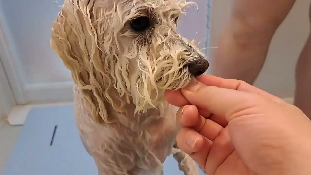 キキ動画86　キキちゃんズお風呂　（シャンプー・トリートメント編だよ！）