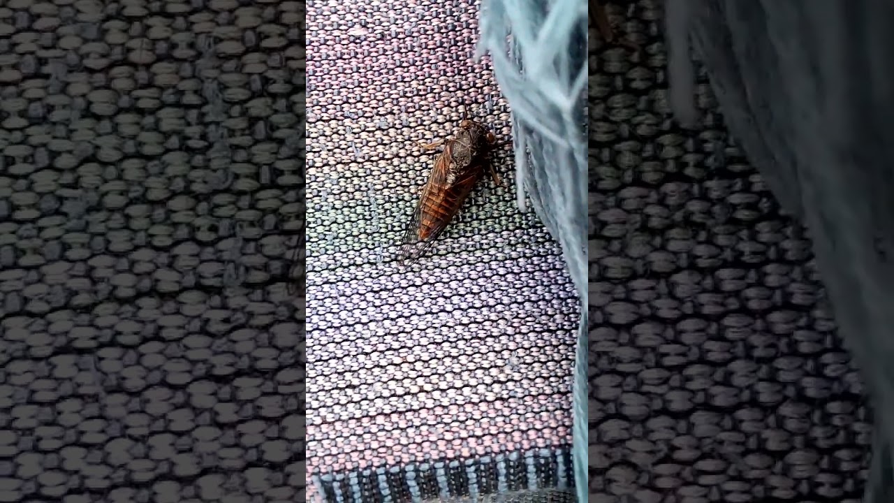 흥미롭고 아름다운 곤충 Interesting beautiful insect Интересное красивое насекомое 興味深い美しい昆虫 schönes Insekt