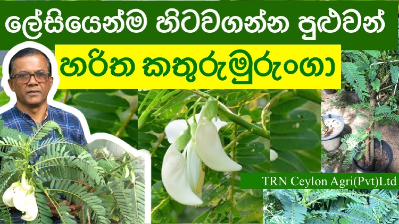 Kathurumurunga |කොහොම කෑවත් ගුණ කතුරුමුරුංගා ගහක් තාම හිටවල නැද්ද? |Ceylon Agri | Episode 73