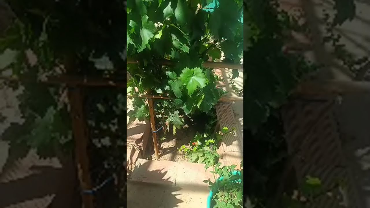 شهيوات أم عزيز