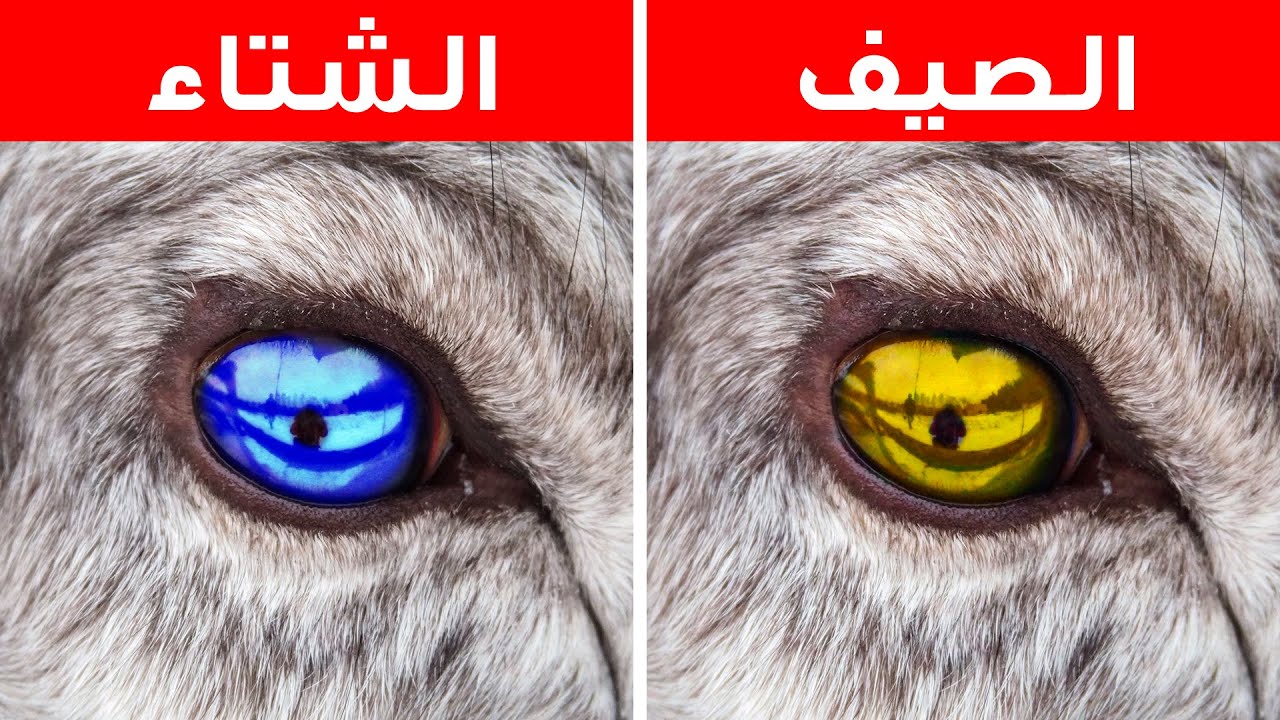 أكثر من 75 حقيقة مذهلة اكتشفتها للتوّ