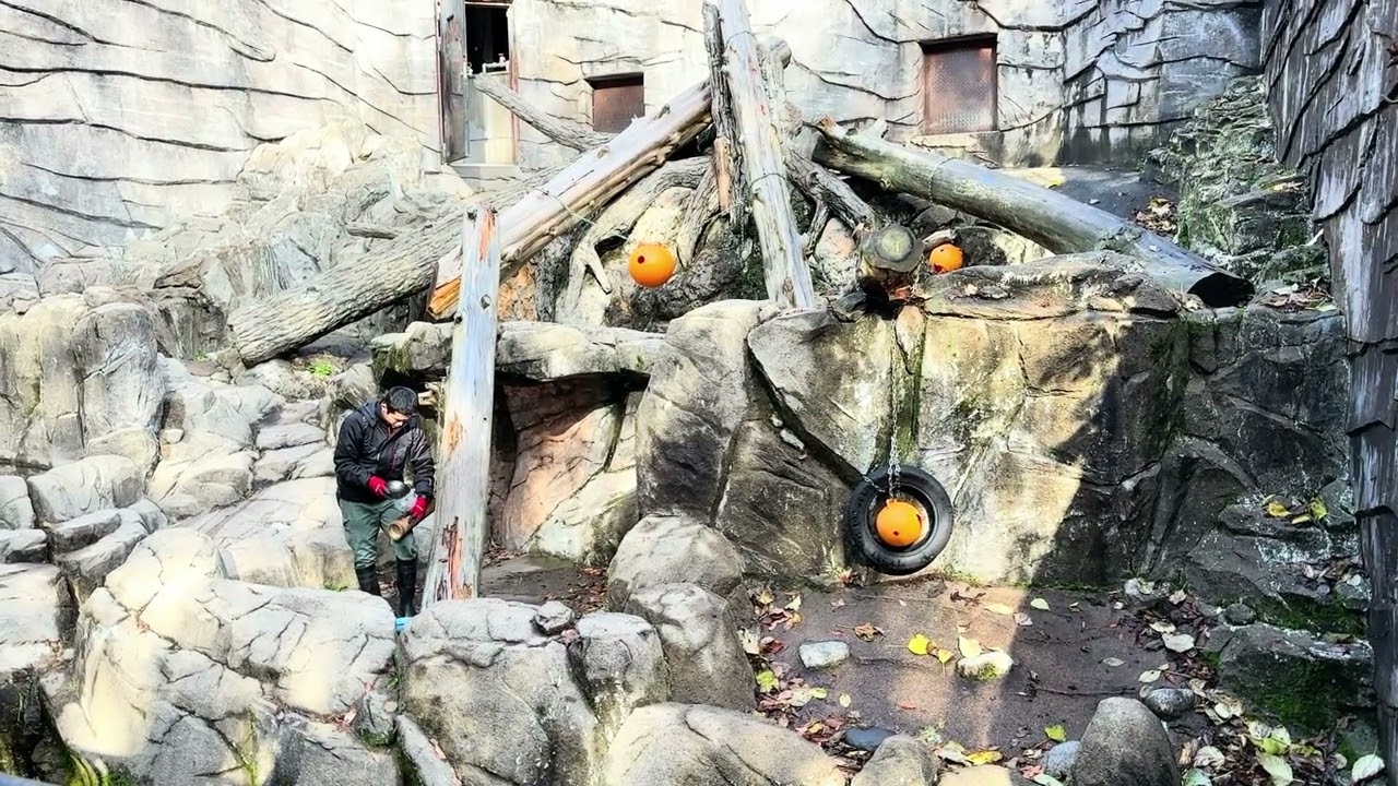 Toyama Zoo | Feeding the Black Bear 🐻 