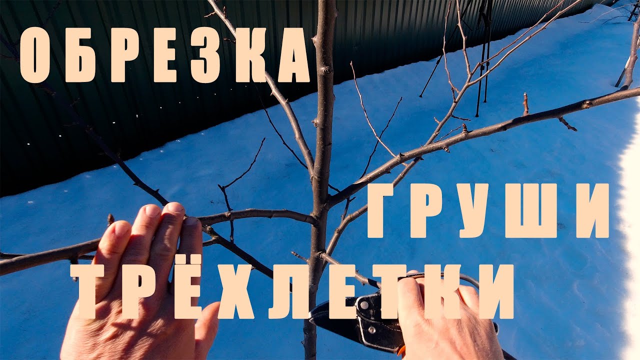 Весенняя обрезка ТРЁХЛЕТНЕЙ ГРУШИ! Сорт 