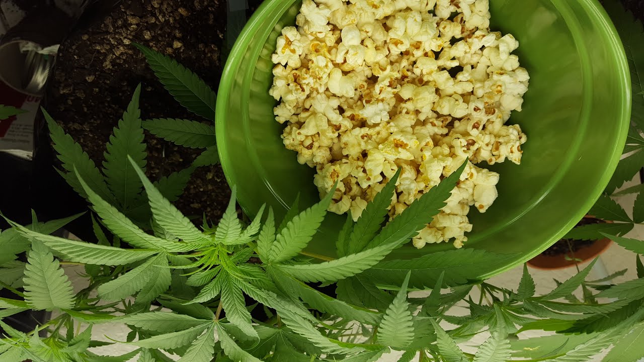 How to make weed treats (Weed Popcorn)