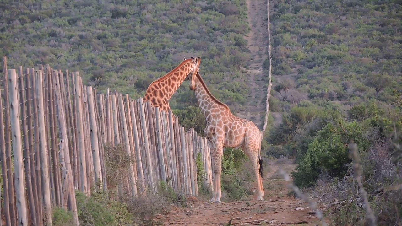 Majeje African photo Safaris