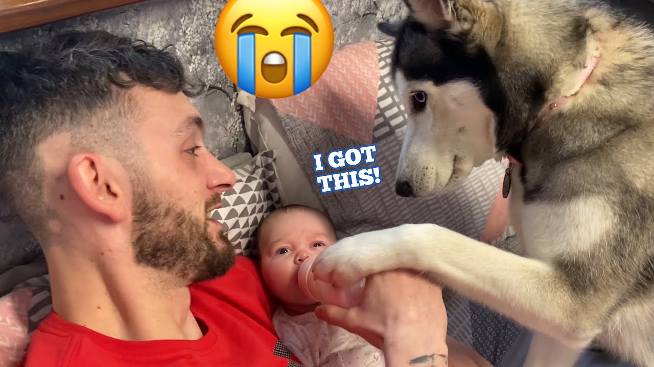 Husky Breaks Into Babies Room, Steals Her Food & Then Feeds Her!! [FUNNIEST VIDEO EVER!!]